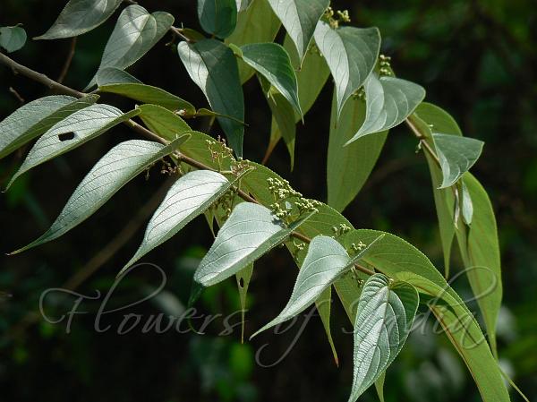 Indian Charcoal Tree